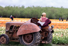 A Young Blonde Woman Sitting On An Old Pink Tractor Against Beautiful Tulip Field In The Background