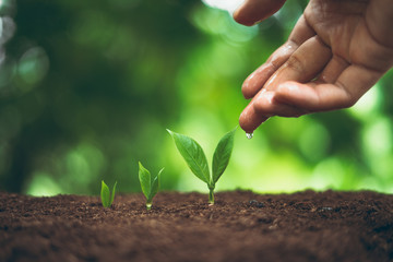 Tree plant and Growth In nature And beautiful bokeh