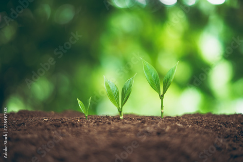 Fotomural Tree plant and Growth In nature And beautiful bokeh