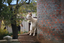 Goat Sitting On Goat House Stairwell