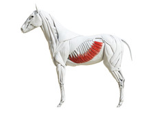 3d Rendered Medically Accurate Illustration Of The Equine Muscle Anatomy - External Abdominal Oblique