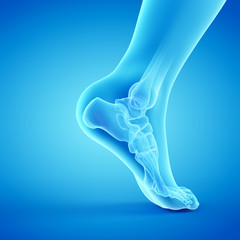 Poster - 3d rendered medically accurate illustration of the bones of the foot