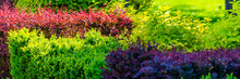 Colorful Hedges In The City Park