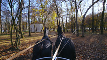 Person View On A Horse Carriage By Two Frisian Horses