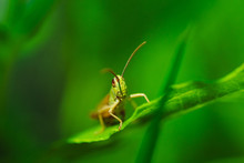 Macro Photo Of Green Grasshopper On Grass In Summer