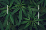 Fototapeta  - Abstract empty white frame in the leaves of marijuana with copy space
