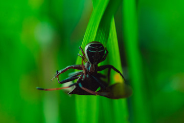 Wall Mural - Spider caught a beetle and lets poison into it and keeps it on the grass