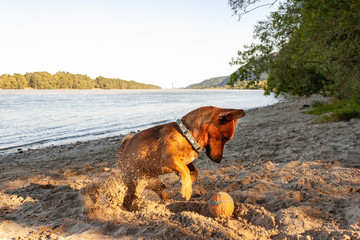 Wall Mural - Small mixed breed dog playing at the river beach in the sand with his toys. Dog, summer lifestyle and vacation concept.