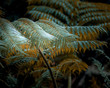 © William - Orange and teal colored ferns