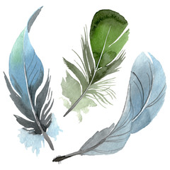 Bird feather from wing isolated. Watercolor background illustration set. Isolated feathers illustration element.