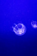 © boedefeld1969 - Quallen im Meer