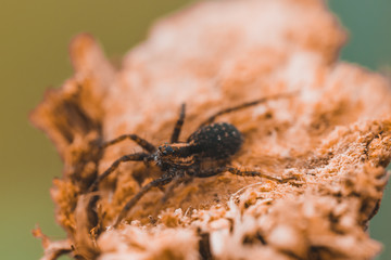 Wall Mural - Macro photo of a spider close-up on a piece of wood