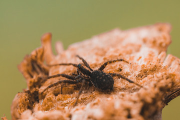 Wall Mural - Macro photo of a spider close-up on a piece of wood