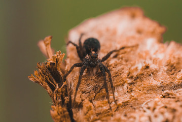 Wall Mural - Macro photo of a spider close-up on a piece of wood