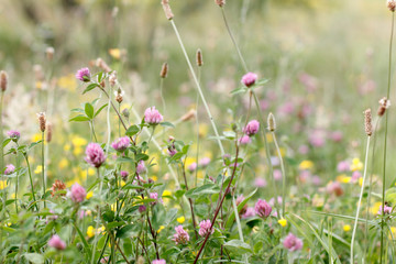 Spring vegetation in a park