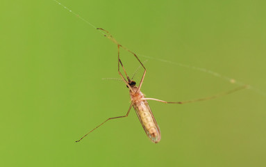 Wall Mural - Macro photo of a fly entangled in a web