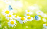 Flying butterflies on daisy flowers field