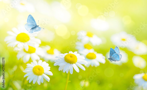 Fototapety stokrotki  latajace-motyle-na-polu-kwiatow-daisy