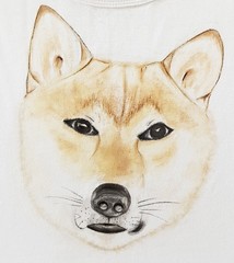 male shiba inu