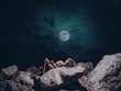 © maksimvostrikov - Beautiful, sexy young girl with an attractive slim shapely body in bikini is posing near the rocks at the dark night. Summer hot outdoor photoshoot on the beach. Black sky at the background
