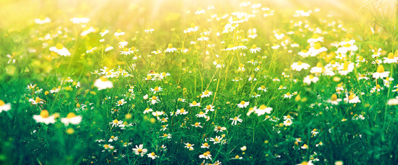 Wall Mural - Chamomile on a meadow in the form of a panorama. Panorama of daisy flowers on a meadow in the summer season. Medical chamomile in nature. Flower design.