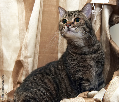 Brown European Shorthair Cat Buy This Stock Photo And Explore