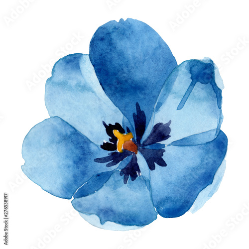 Blue tulip floral botanical flowers. Watercolor background illustration set. ...