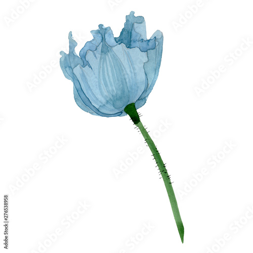 Blue poppy floral botanical flower. Watercolor background illustration set. I...