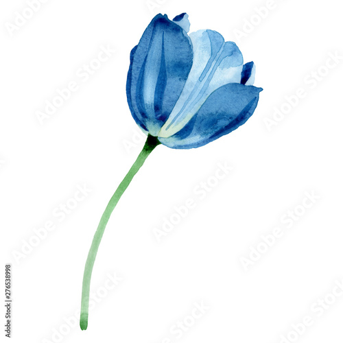 Blue tulip floral botanical flowers. Watercolor background illustration set. ...