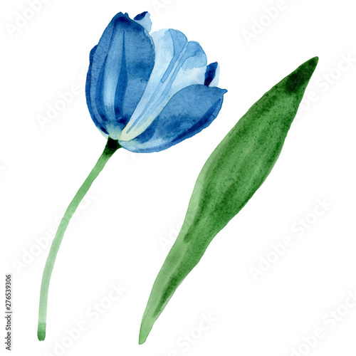 Blue tulip floral botanical flowers. Watercolor background illustration set. ...