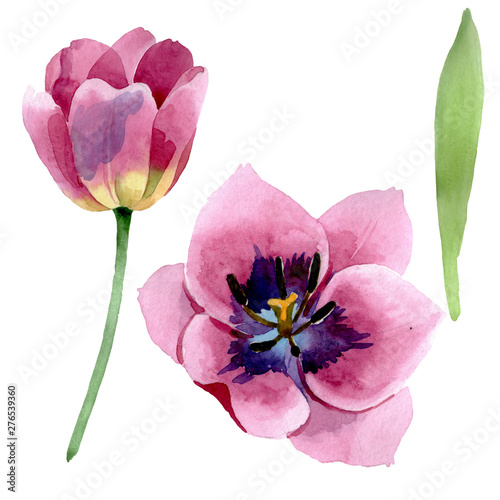 Pink tulips floral botanical flowers. Watercolor background illustration set....