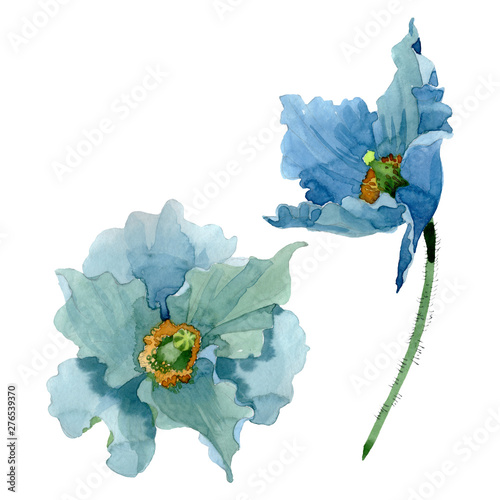Blue poppy floral botanical flowers. Watercolor background illustration set. ...