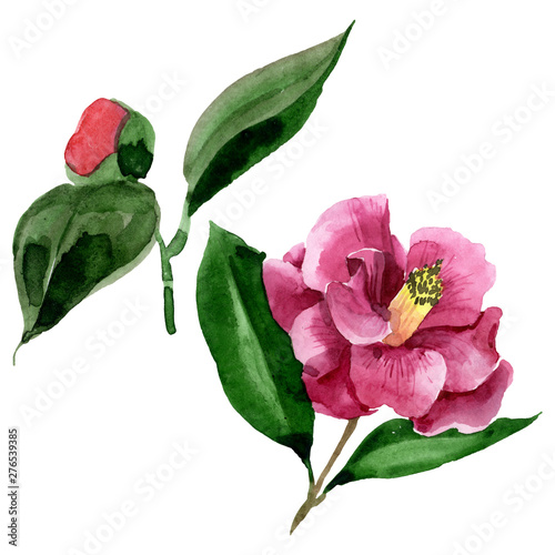 Red camelia floral botanical flower. Watercolor background illustration set. ...