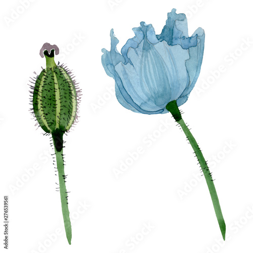 Blue poppy floral botanical flowers. Watercolor background illustration set. ...