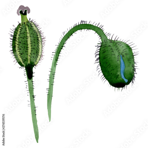 Green poppy bud floral botanical flowers. Watercolor background illustration ...