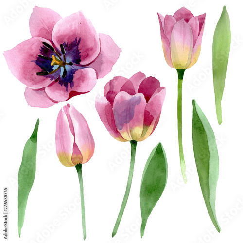 Pink tulips floral botanical flowers. Watercolor background illustration set....