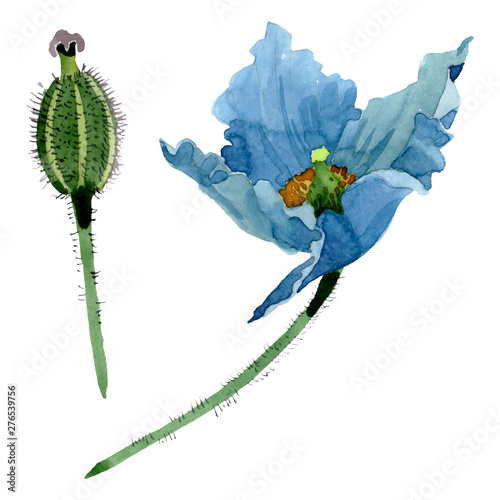Blue poppy floral botanical flowers. Watercolor background illustration set. ...
