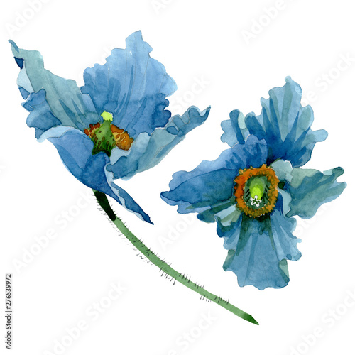 Blue poppy floral botanical flowers. Watercolor background illustration set. ...