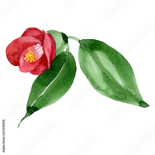 Red camelia floral botanical flower. Watercolor background illustration set. ...