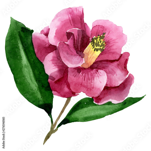 Red camelia floral botanical flower. Watercolor background illustration set. ...