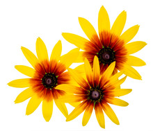 Group Of Three Black Eyed Susan Rudbeckia Flower Isolated On White Background