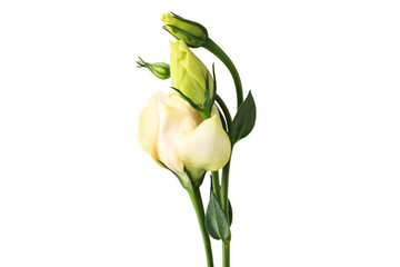 green rose isolated on white background