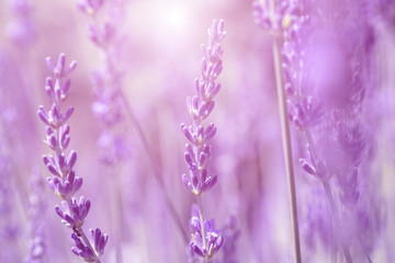 Poster -  Field lavender morning summer blur background.