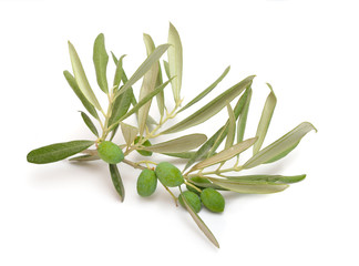 Wall Mural - The olive, known by the botanical name Olea europaea. Isolated on white background