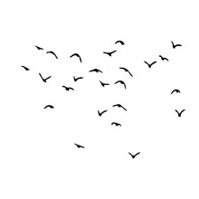 Birds Vector Silhouette