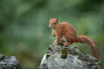 Wall Mural - red squirrel on a stone wall in rain with a dark green background.