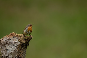 Wall Mural - robin perched on a log with a green background.