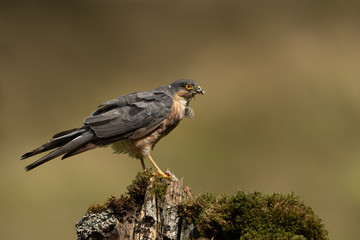 Wall Mural - sparrow hawk perched on moss covered post with brown and green background.