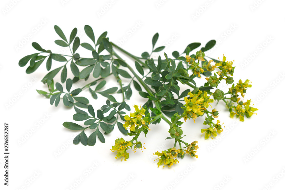 Ruta commonly known as rue Ruta graveolens rue or common rue. Isolated ...