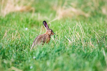 Alert European hare or Lepus europaeus sits in a meadow